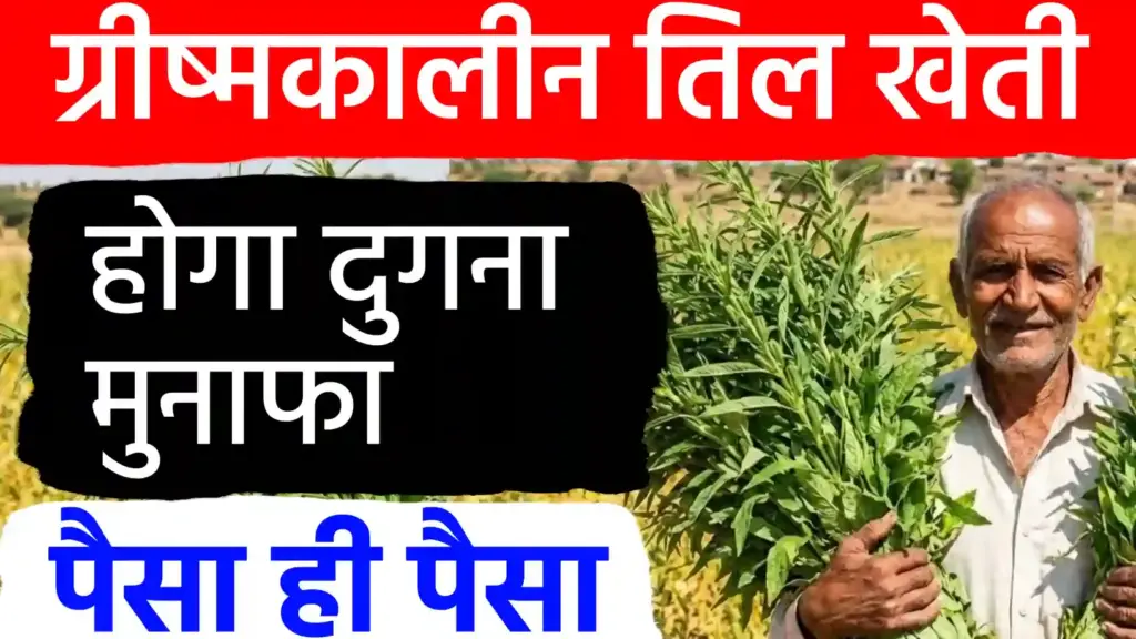 ग्रीष्मकालीन तिल की खेती: कम लागत और कम समय में बम्पर मुनाफे का मौका; जानें उन्नत तकनीक और प्रबंधन