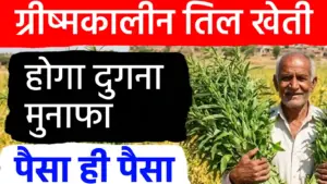 ग्रीष्मकालीन तिल की खेती: कम लागत और कम समय में बम्पर मुनाफे का मौका; जानें