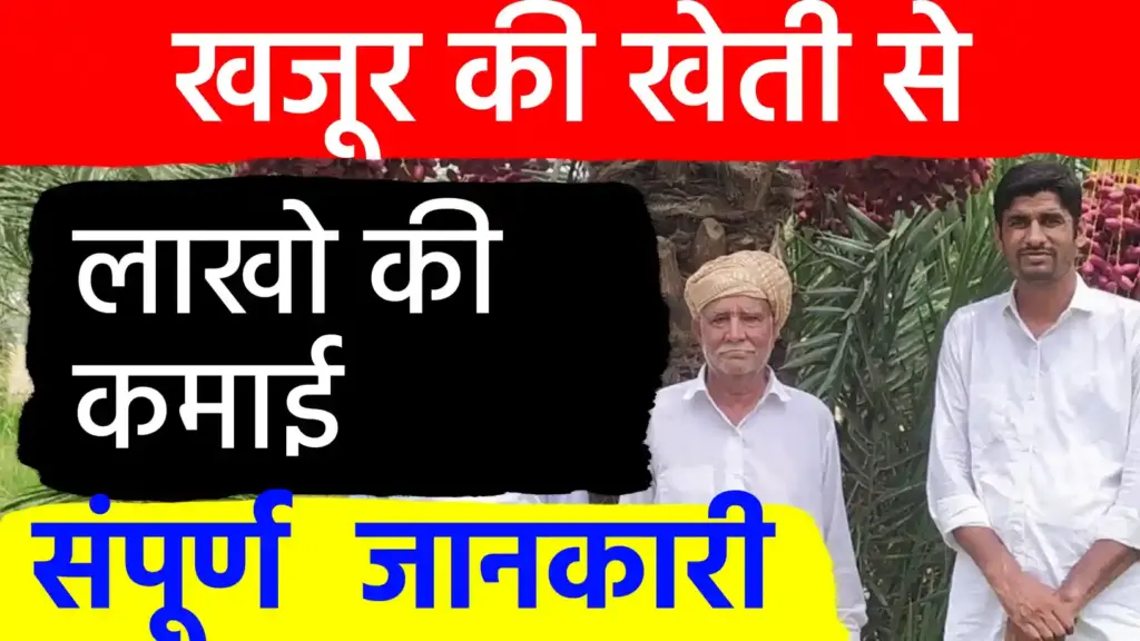 खजूर की खेती: कम पानी और सूखी जमीन पर करें लाखों की कमाई, जानें उन्नत वैज्ञानिक तकनीक (A to Z)