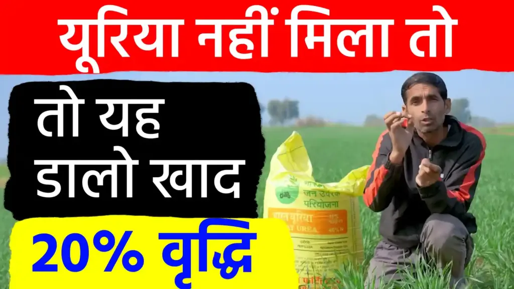 गेहूं की पैदावार में 20 प्रतिशत तक होगी बढ़ोतरी: यूरिया देने का बदलें तरीका; खाद की किल्लत होने पर अपनाएं ये प्रभावी विकल्प