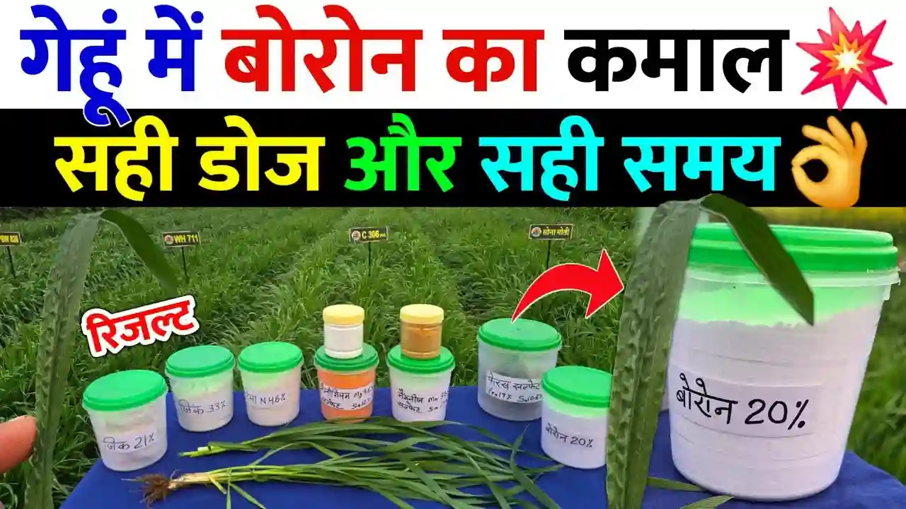 गेहूँ की फसल में बोरोन का महत्व: