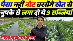 खेती से होगी नोटों की बारिश: जनवरी-फरवरी में लगाएं ये 5 सब्जियां, एक एकड़ में